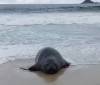 Elefante-marinho atrai atenção de banhistas em praia do Rio