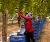 Exploração de trabalhadores rurais sustenta fruticultura bilionária
