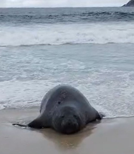 Elefante-marinho atrai atenção de banhistas em praia do Rio