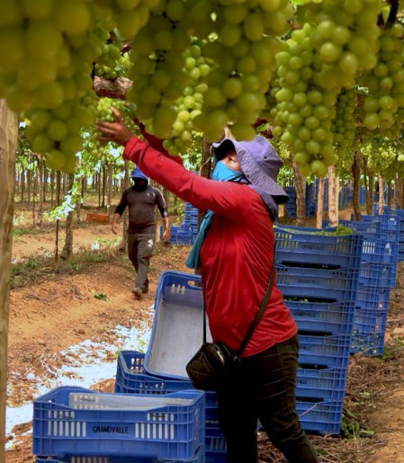 Exploração de trabalhadores rurais sustenta fruticultura bilionária