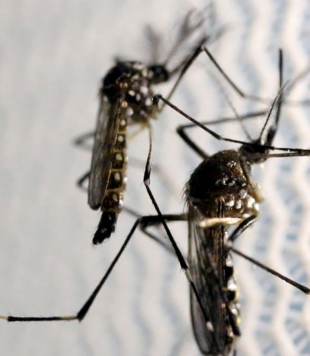 Aedes aegypti: quase metade dos municípios está em alerta ou risco