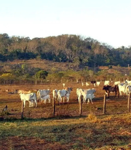 Agropecuária ocupa territórios próximos aos preservados na Amazônia