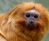 COP17 da Biodiversidade começa segunda-feira na Armênia