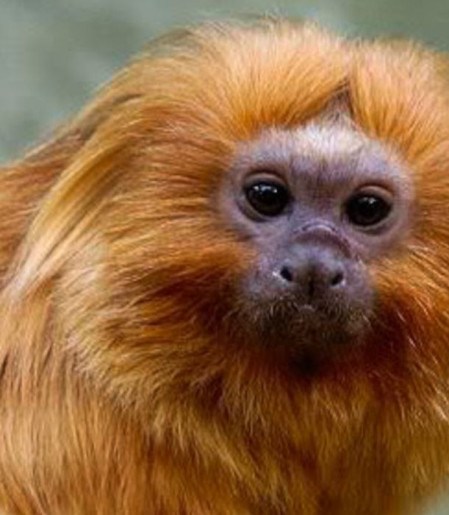 COP17 da Biodiversidade começa segunda-feira na Armênia