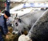 França registra 1º caso humano do vírus Shamonda que afeta animais