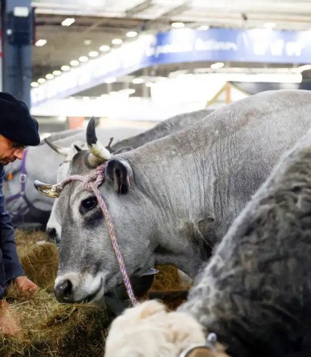 França registra 1º caso humano do vírus Shamonda que afeta animais