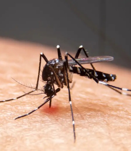 Mudanças climáticas já causam aumento de doenças infecciosas no país