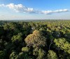 Amazônia e Cerrado evitaram emissões equivalentes às do Japão