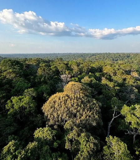 Amazônia e Cerrado evitaram emissões equivalentes às do Japão