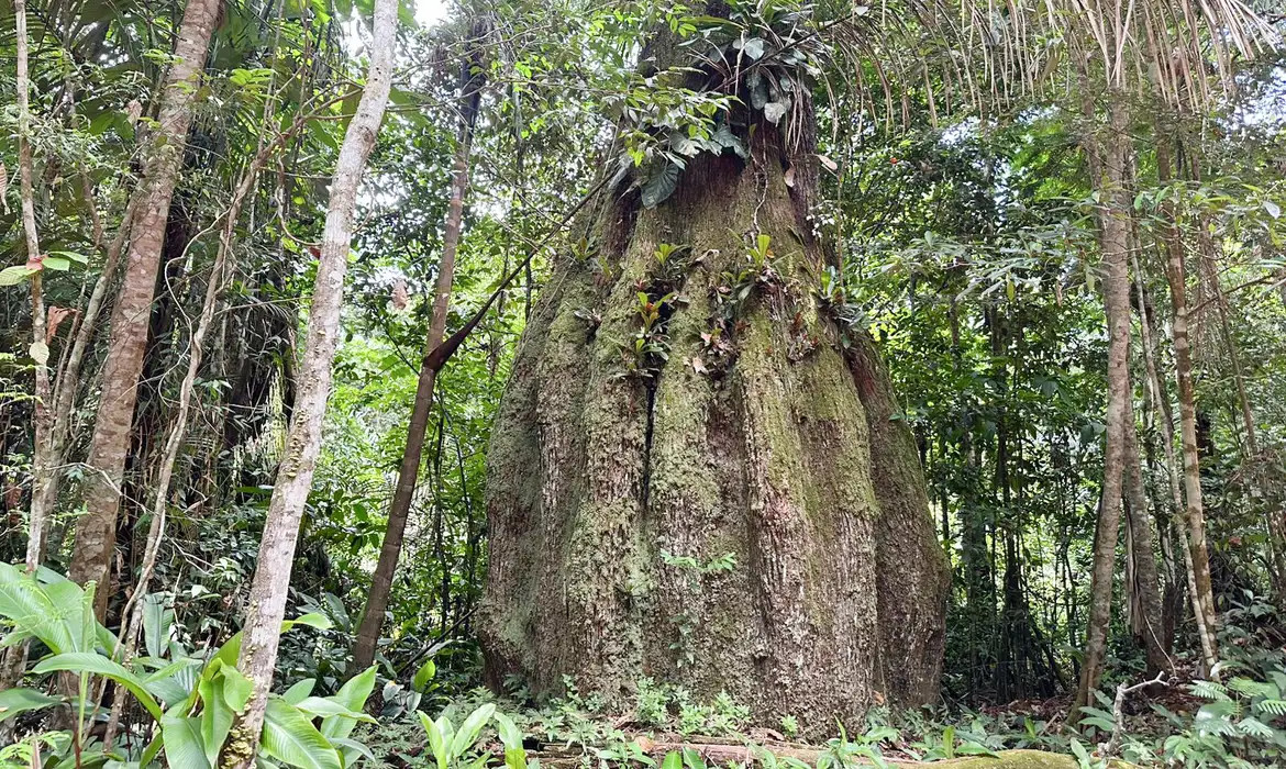 Lista das espécies da flora ameaçadas de extinção é atualizada